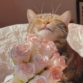 GIỚI THIỆU Be meo gioi thieu