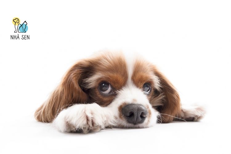 Chế độ ăn raw cho chó​ tại nhà sen