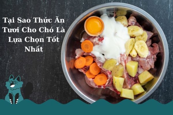 Tại sao Thức Ăn Tươi Cho Chó