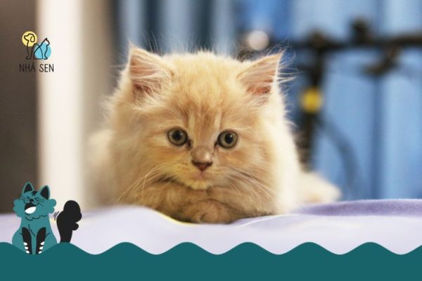 Thức ăn tươi sống cho mèo​ nhà sen