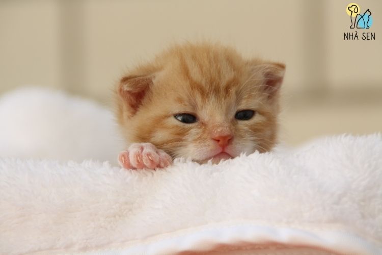 Thức ăn tươi sống cho mèo​ tại nhà sen