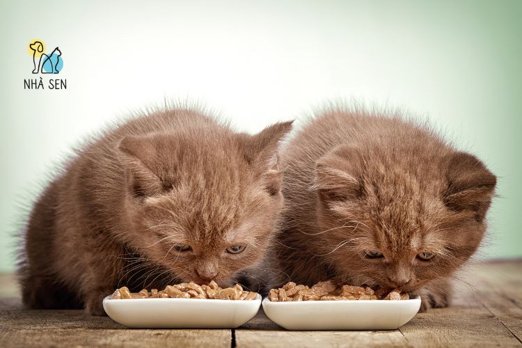 Thức ăn tươi sống cho mèo​ tại nhà sen