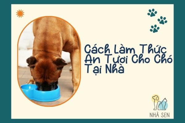 Cách Làm Thức Ăn Tươi Cho Chó Tại Nhà