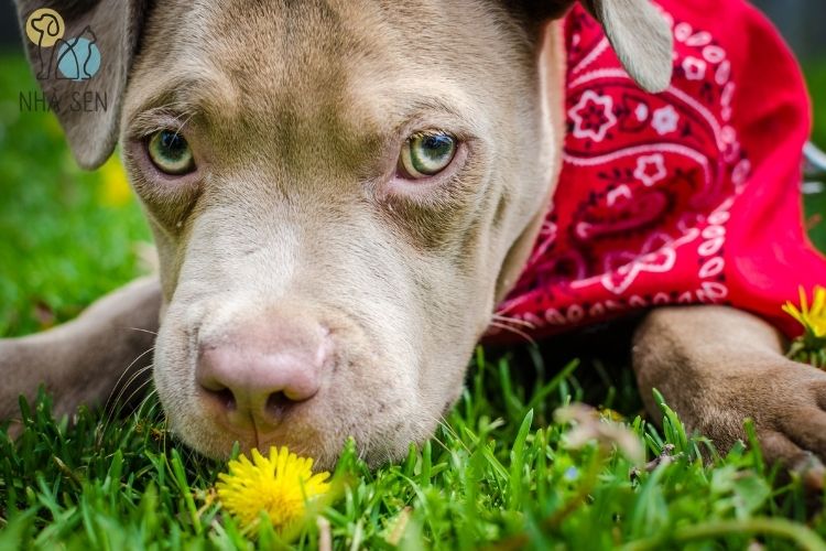 Cách Làm Thức Ăn Tươi Cho Chó Tại Nhà pet food