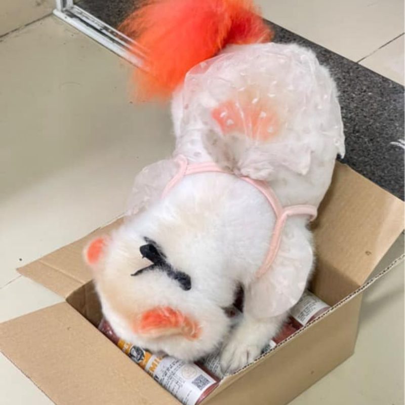 RAW FOOD thức ăn tươi cho chó mèo pet food