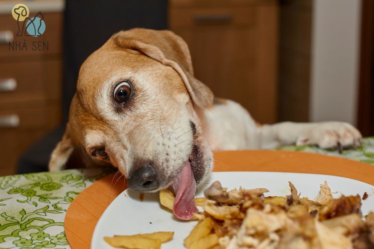 Thức ăn tươi chó nên ăn hàng ngày Raw food