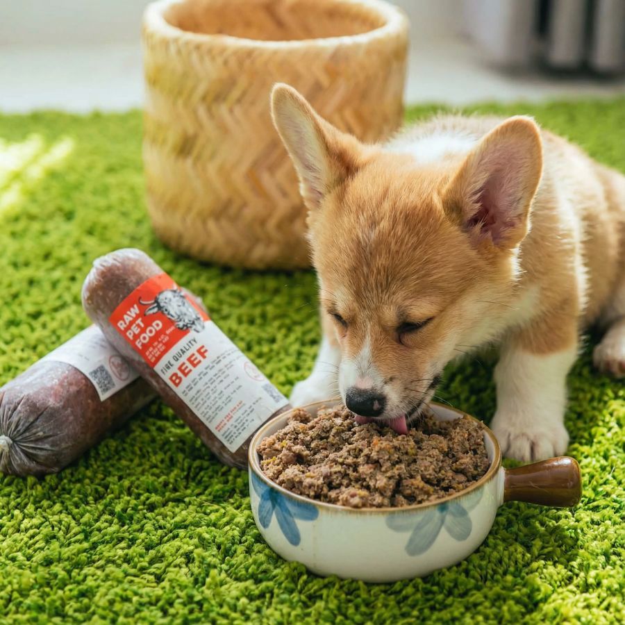 Có Nên Cho Chó Ăn Thức Ăn Tươi thể hiện qua hình ảnh một chú chó con hào hứng ăn thịt bò tươi xay trong tô gốm. Bên cạnh là các cuộn thức ăn tươi chất lượng cao, tạo cảm giác an toàn, bổ dưỡng và tự nhiên.