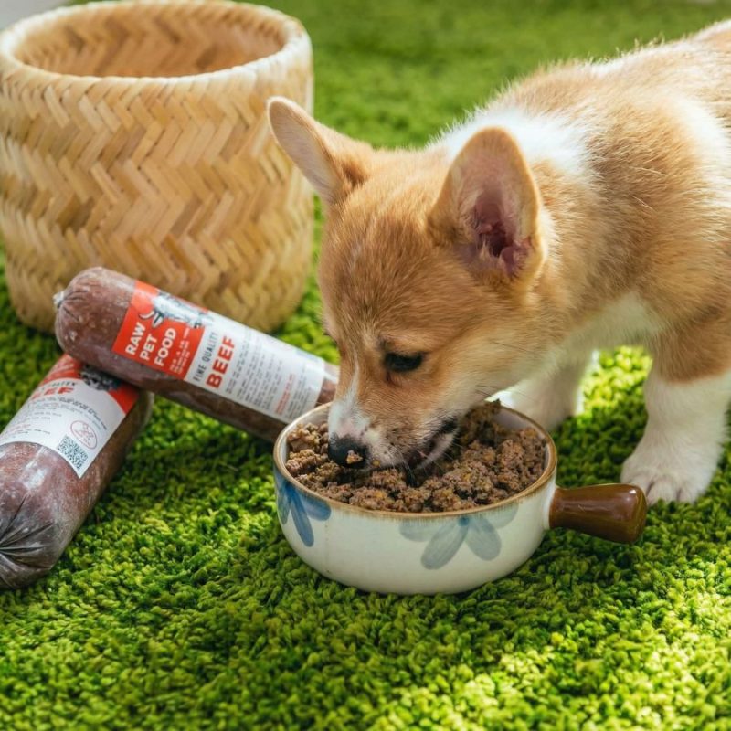 Có Nên Cho Chó Ăn Thức Ăn Tươi? Giải Đáp Đầy Đủ Nhất Cho Sen Trong 2025 Có Nên Cho Chó Ăn Thức Ăn Tươi được thể hiện rõ qua khoảnh khắc chó con ăn thịt bò tươi một cách ngon miệng. Không gian bãi cỏ và giỏ đựng thức ăn phía sau mang lại cảm giác tự nhiên, lành mạnh và gần gũi.